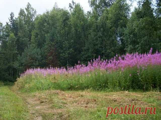 (79) Одноклассники