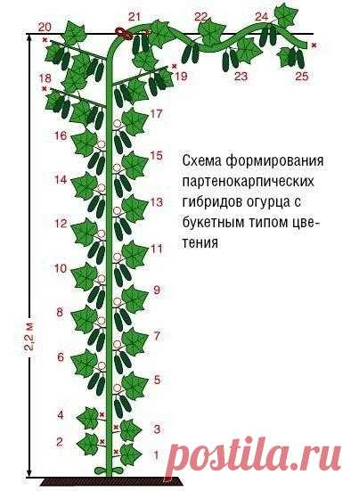 ФОРМИРОВАНИЕ ПРИ ВЫРАЩИВАНИИ ОГУРЦОВ НА ШПАЛЕРЕ.