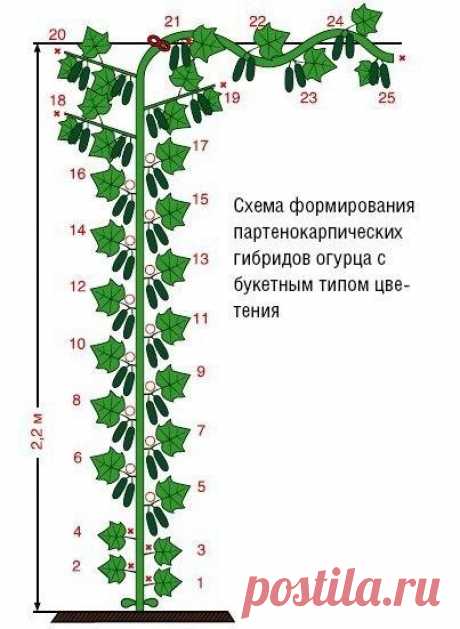 ФОРМИРОВАНИЕ ПРИ ВЫРАЩИВАНИИ ОГУРЦОВ НА ШПАЛЕРЕ.