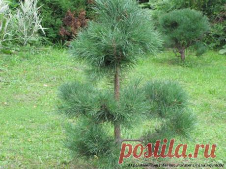 ЛЕСНЫЕ ХВОЙНИКИ 
Дневник Елена-надежда