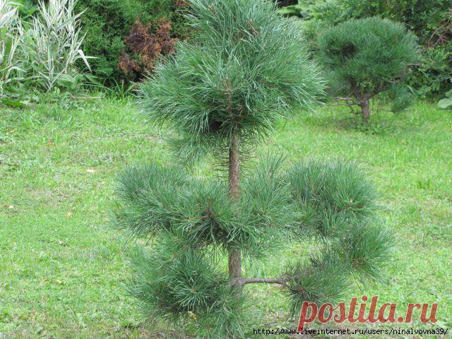 ЛЕСНЫЕ ХВОЙНИКИ 
Дневник Елена-надежда