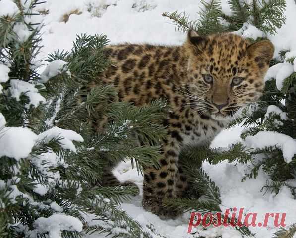 Вежливые Люди. Русь Единая - НОД ☑ 21₊ АНТИМАЙДАН