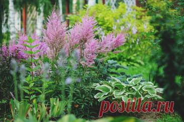 Какие овощи, цветы и кустарники посадить в тени на огороде и даче