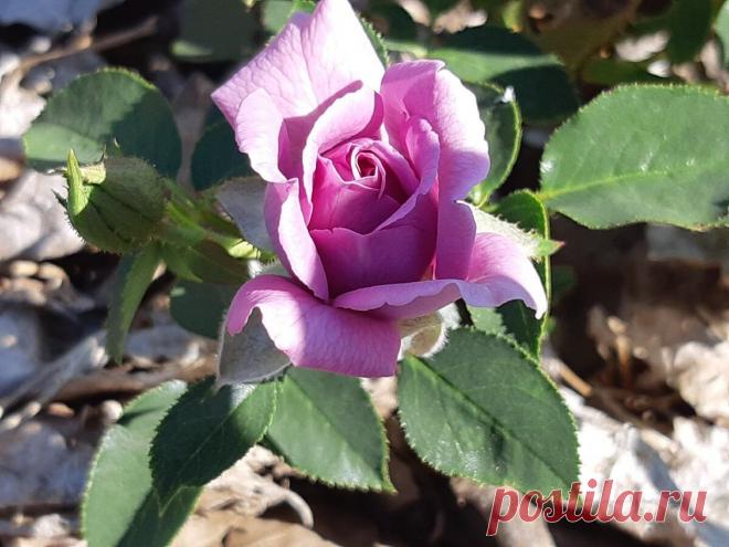 Летнее черенкование роз прямо на стебле | Как дачник дачнику | Пульс Mail.ru Если вам нужно получить всего 1-2 новых кустика, то стоит воспользоваться летним черенкованием, которое производится без срезки черенка, то есть...