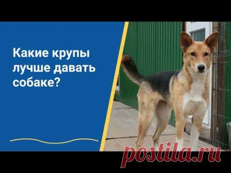 Какие крупы (каши) лучше собакам?