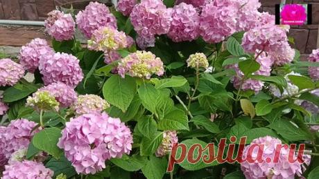 КАК ЗАСТАВИТЬ ГОРТЕНЗИЮ ПЫШНО ЦВЕСТИ? | РОЗОВОЕ ХОББИ | Дзен
