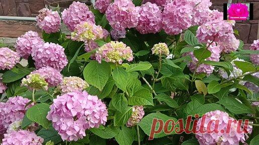 КАК ЗАСТАВИТЬ ГОРТЕНЗИЮ ПЫШНО ЦВЕСТИ? | РОЗОВОЕ ХОББИ | Дзен