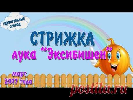 Стрижка лука Эксибишен ПОДПИСАТЬСЯ НА КАНАЛ: https://www.youtube.com/channel/UCFdQ8t2WpYJ-tqrm58M5E3w Посев лука порея ч.1 https://www.youtube.com/watch?v=d8...