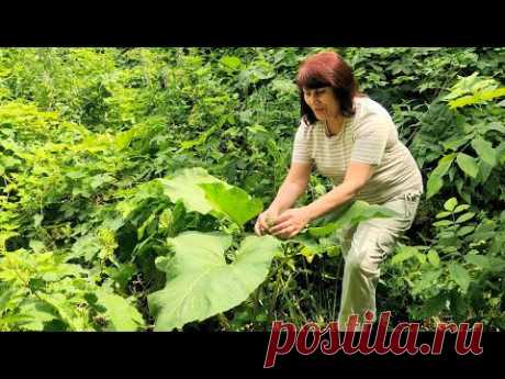 🌿Лопух - от ста недуг! 🌿🌼 Его целебные свойства и рецепты.🌼