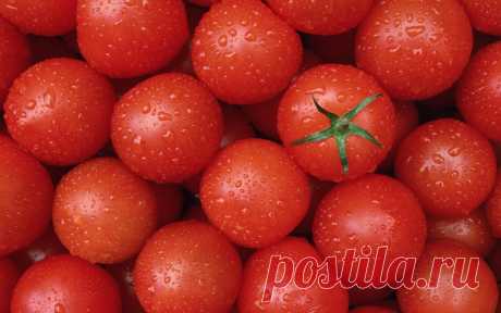 Чудесный овощ помидор. — Чудеса