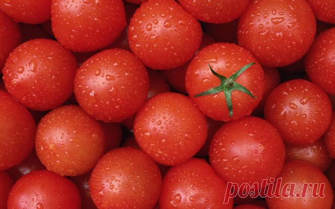 Чудесный овощ помидор. &#8212; Чудеса