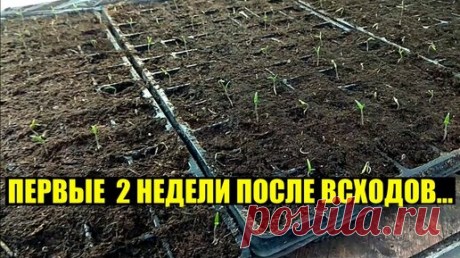 ВЗОШЛИ ТОМАТЫ. Что делаем дальше? - Первые 2 недели. | Тепличный бизнес в деревне! | Дзен