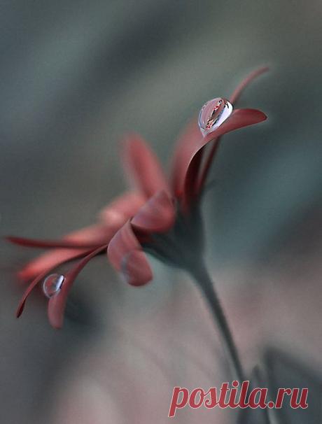 FLOR