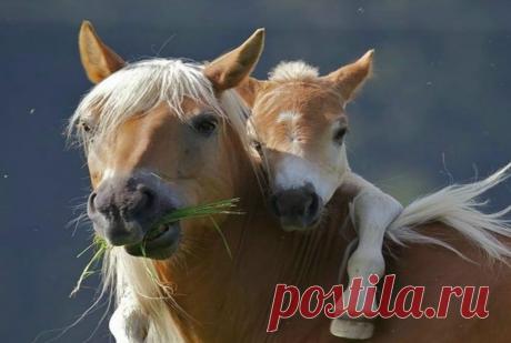 Материнская любовь.