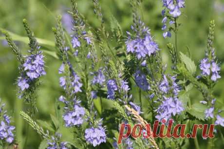 Колокольчики.