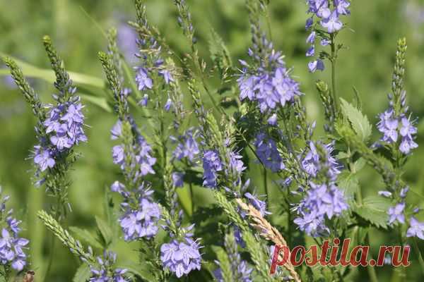 Колокольчики.