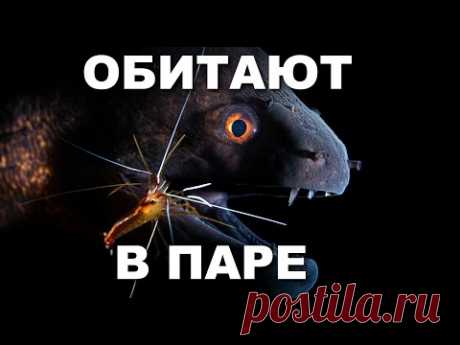 Про животных, которые обитают и охотятся в паре - YouTube
Самые хитрые и уникальные животные, необычные пары животных и интересные факты о животных. Все познавательное в мире животных и интересное. Если Вы любите смотреть Диких животных и смотреть про животных. То это видео для Вас. Это #интересно