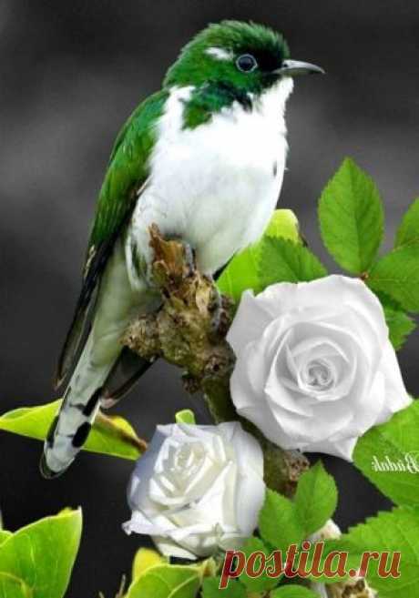 Flowersnature