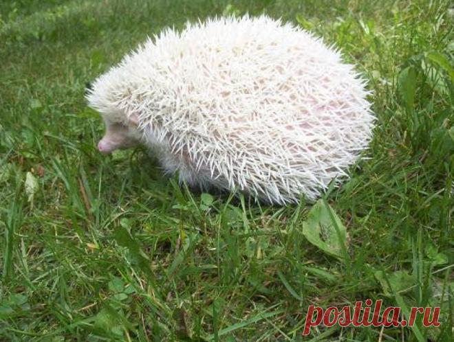Ёж альбинос.
