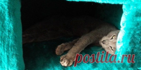 Кошачий домик с подогревом