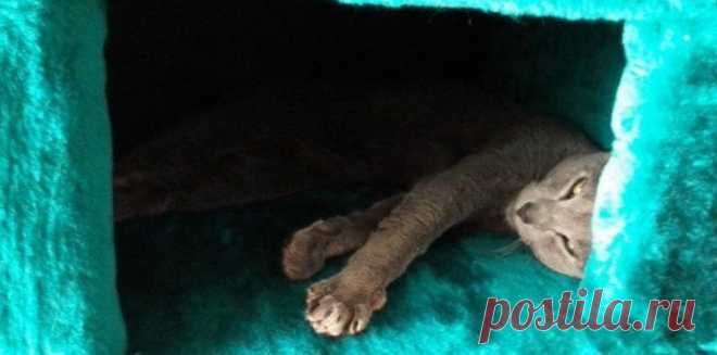 Кошачий домик с подогревом