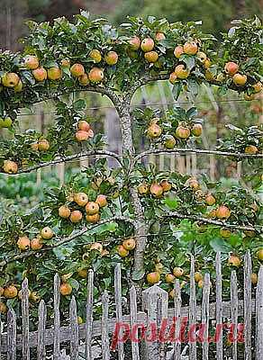 Espaliered fruit | Jardines y flores