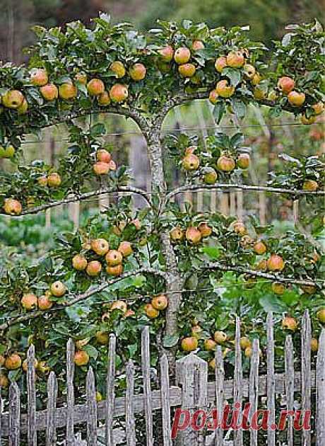 Espaliered fruit | Jardines y flores