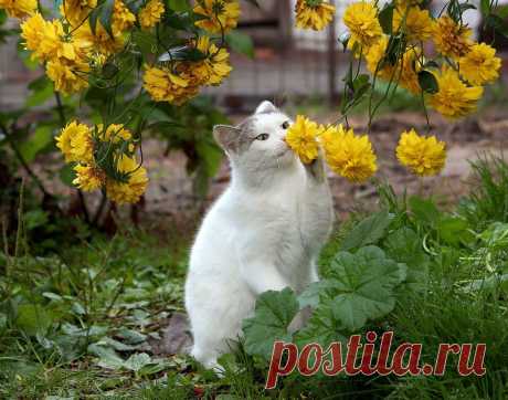 Фотографии кошек, которые достойны восхищения! | Дай лапку