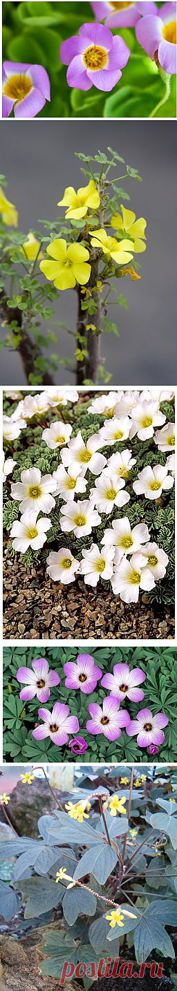 Оксалис (кислица) - описание видов, выращивание и уход в домашних условиях | GreenHome