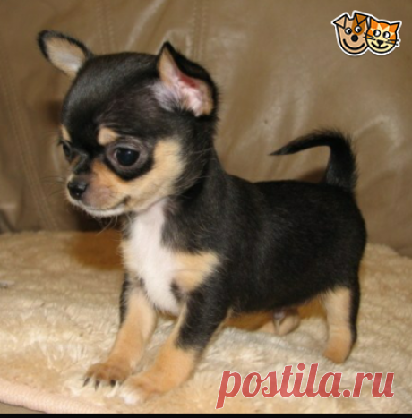 wanted black & tan chihuahua | Hebburn, Tyne and Wear | Pets4Homes