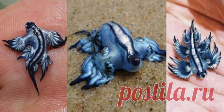 20 Of the Worlds Strangest Creatures