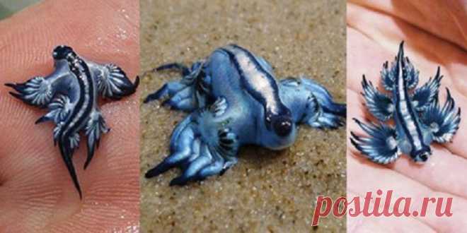 20 Of the Worlds Strangest Creatures