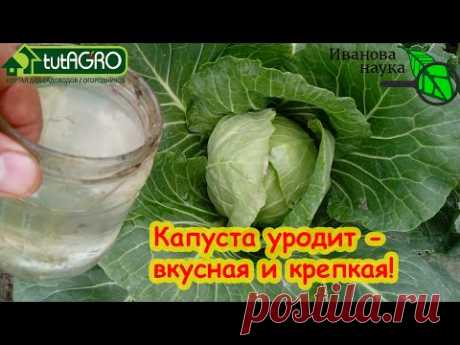 СУПЕРПОДКОРМКА ДЛЯ КАПУСТЫ! КАПУСТА РАСТЁТ НА ГЛАЗАХ БЕЗ ВРЕДИТЕЛЕЙ И БОЛЕЗНЕЙ! ПОДКОРМКА КАПУСТЫ! - YouTube