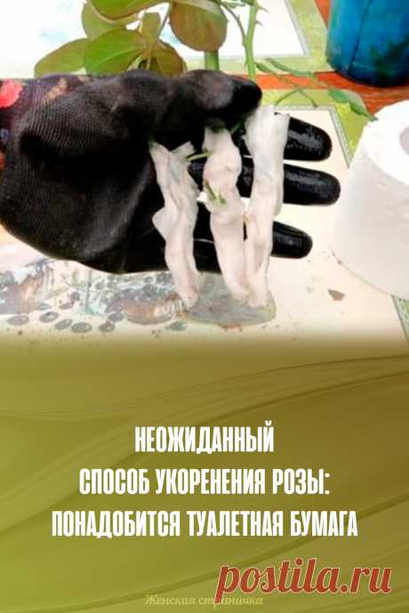 Неожиданный способ укоренения розы: понадобится туалетная бумага