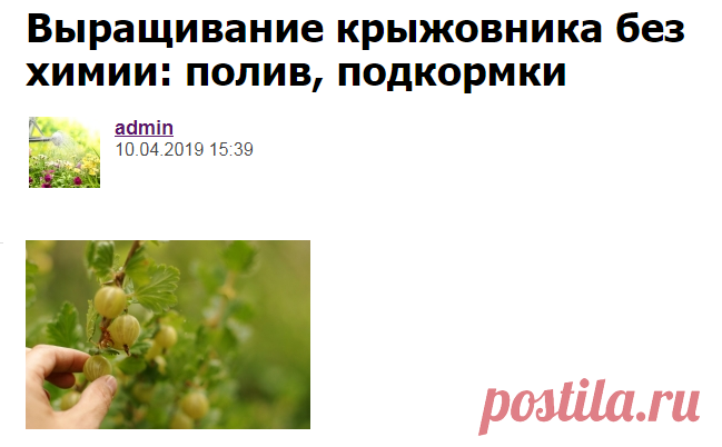 Выращивание крыжовника без химии: полив, подкормки - Садоводка
