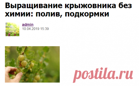 Выращивание крыжовника без химии: полив, подкормки - Садоводка