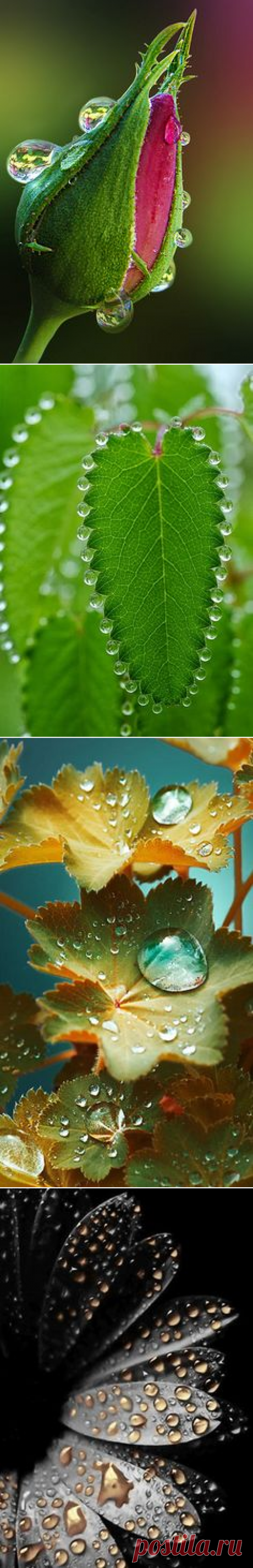 Roses leaves with water drops | Gouttes d'eau - Water Drop