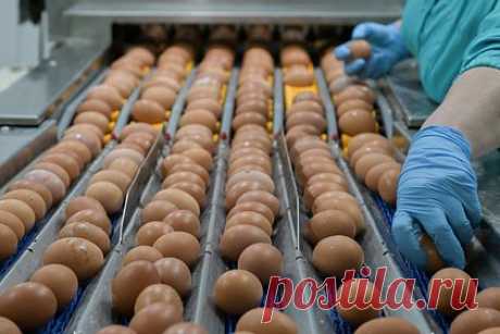 В регионе России правоохранителям отдадут результаты проверок производителей яиц. Губернатор Кировской области Александр Соколов поручил передать правоохранителям материалы внутренних проверок, проведенных властями в отношении производителей яиц. По словам политика, сделают это «сегодня же», а поддерживать в регионе будут тех, кто «работает из принципа солидарности с жителями».