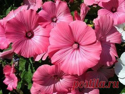 МОЙ САД |Дача, загородный дом, огород, растения