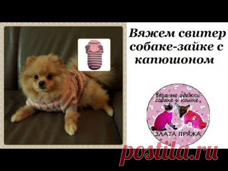 31. Вяжем свитер собаке зайке с капюшоном