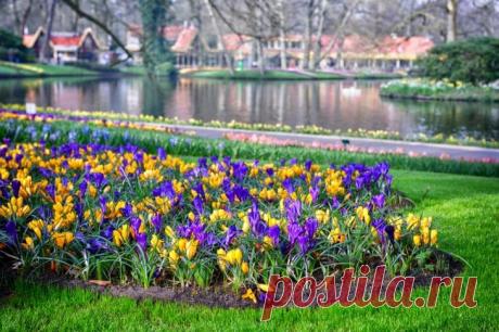 Цветущие островки из крокусов