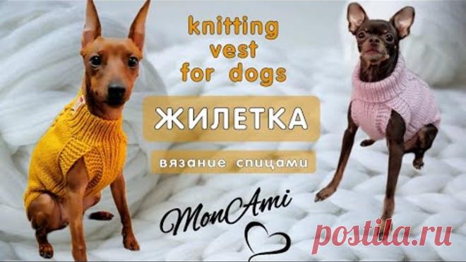 Как связать спицами жилетку для собаки, knitting vest for dogs