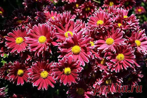 Как ухаживать за хризантемой, чтобы получить желанные красивоцветущие мощные кусты?

Итак, хризантемы рассажены, прищипнуты... Напомню, что во время посадки хризмнтем или вскоре после посадки саженцы необходимо прищипнуть над четвертым или пятым настоящим листом. Такая прищипка позволит сразу же стимулировать рост боковых побегов из пазух листьев, из которых и будут формироваться кусты хризантем.