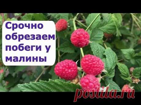 399. Срочно обрезаем побеги у малины и вырезаем лишнюю поросль