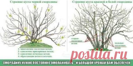 СМОРОДИНУ НУЖНО ПОСТОЯННО ОМОЛАЖИВАТЬ | 6 соток
