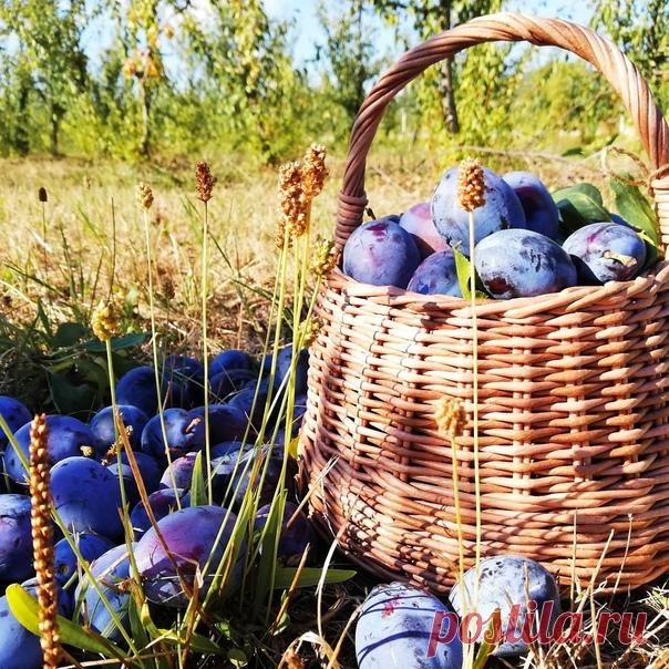 Осыпаются сливы в саду,
Угощение знатное осам...
Жёлтый лист искупался в пруду
И приветствует раннюю осень.

Он представил себя кораблём,
Ветром странствий его раскачало.
Вот и мы вслед за ним поплывем
К неизведанным в жизни причалам.

И ведь знаем уже наизусть:
Через год будет новое лето.
Отчего же вселенская грусть
В каждой строчке в стихах у поэтов?

Оттого ль что следы на росе
Смоют ливни и выстудят зимы?
Оттого ль что мгновения все
Мимолетны и неповторимы?

Людмила Кузнецова