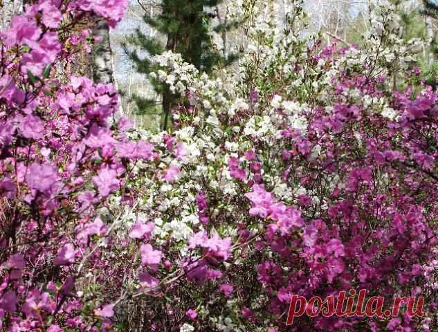 Где то на сопках  
багульник цветёт