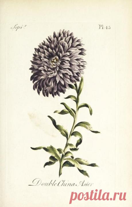 The florist : containing sixty plates of the most beautiful flowers regularly dispos'd in their succession of blowing : to which is added an accurate description of their colours, with instructions for drawing & painting them according to nature : being a new work intended for the use & amusement of gentlemen and ladies delighting in that art : Free Download, Borrow, and Streaming : Internet Archive