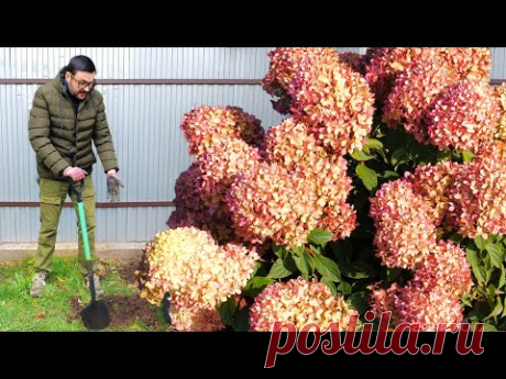 Как посадить гортензию метельчатую? Что положить в грунт при посадке?