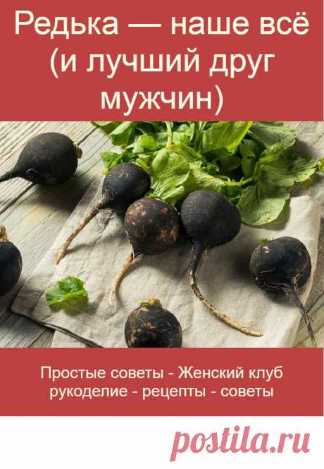 Редька — наше всё (и лучший друг мужчин)